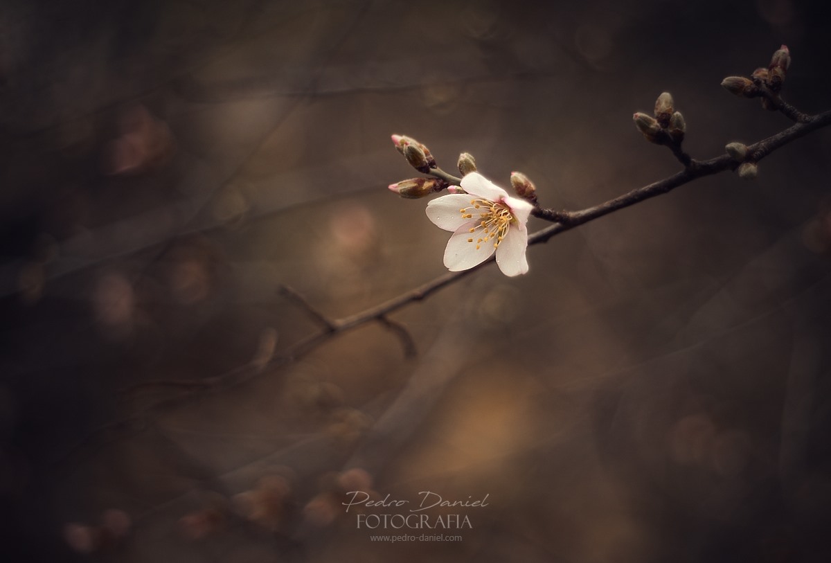 83579232_3405707166168140_4368118496085671936_o