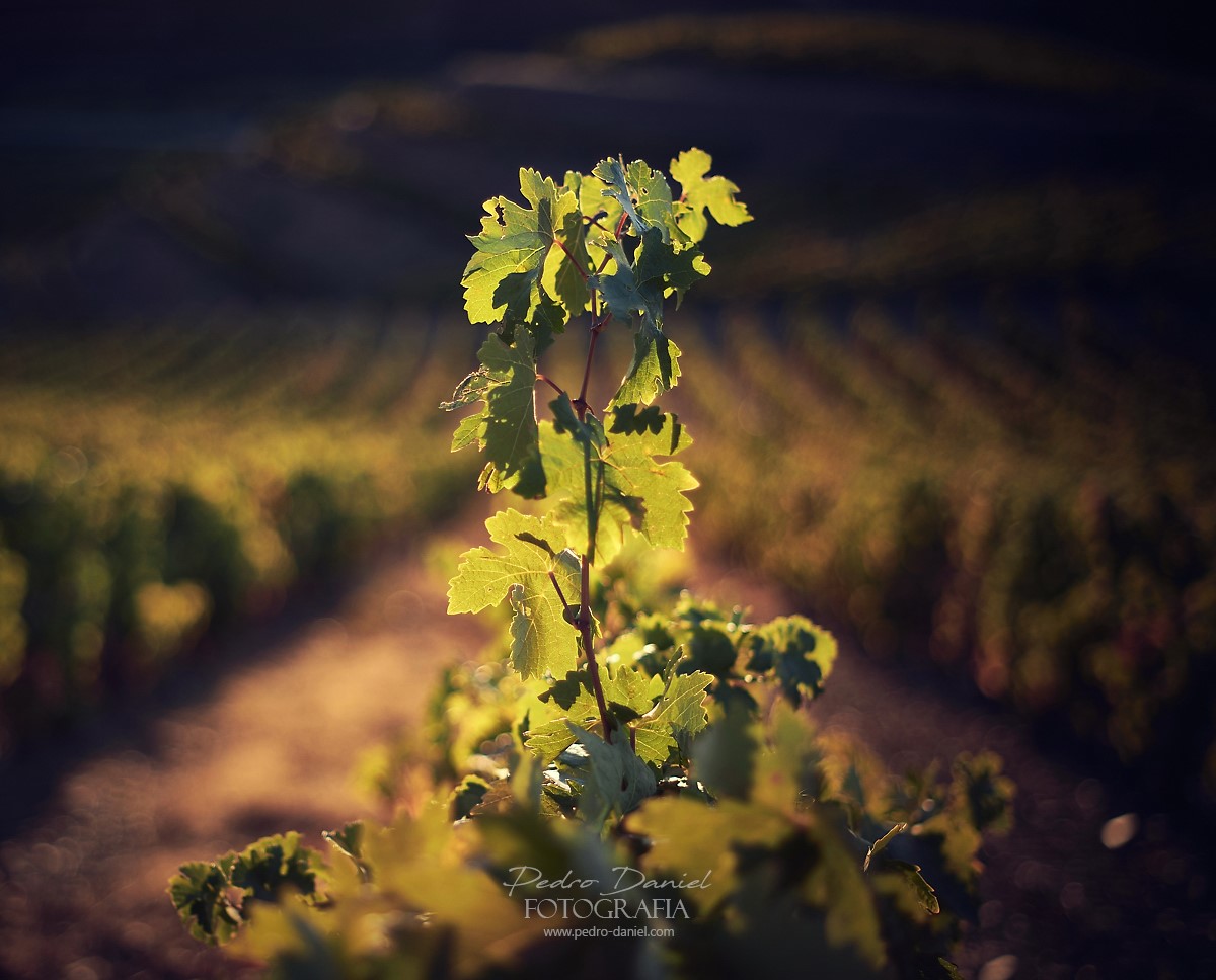 69891667_2997348467004014_5298049855644499968_o