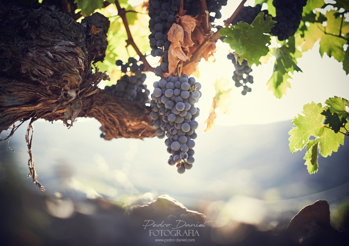 70467332_2999900036748857_5576215006002806784_o